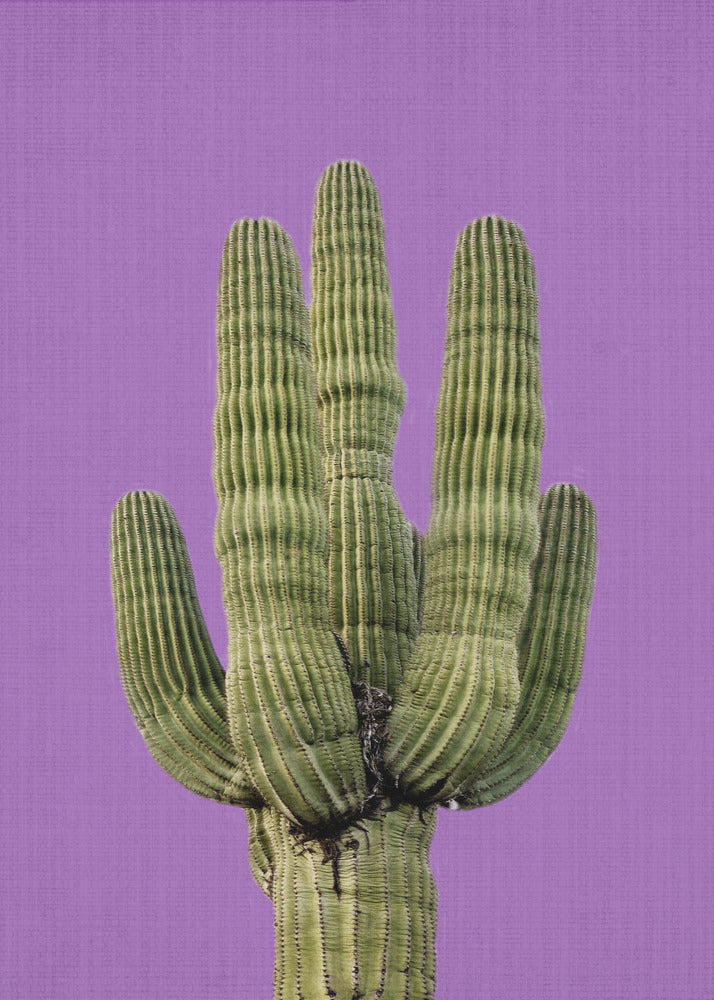 Purple Cactus | Canvas