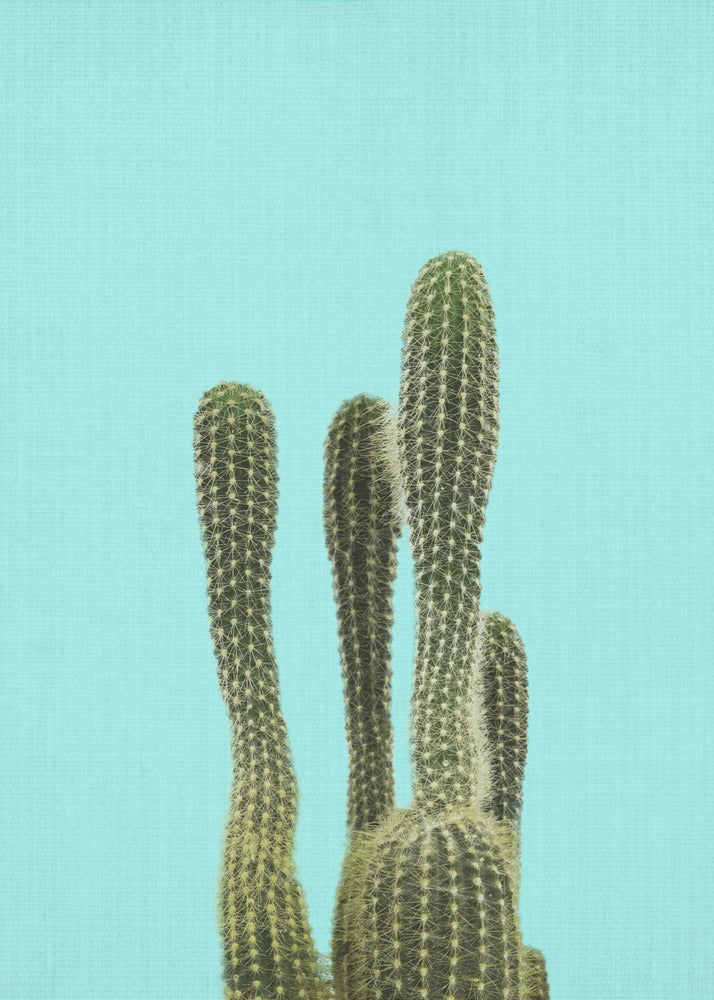 Turquoise Cactus | Canvas