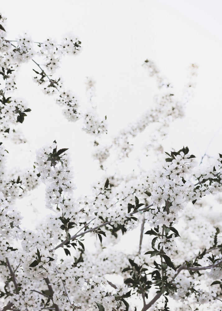 White Spring Tree 3 | Canvas