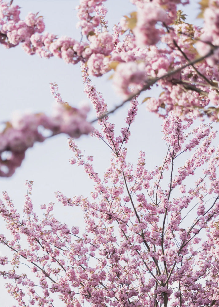 Colorful Spring 11 | Canvas