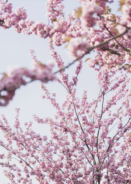 Colorful Spring 11 | Canvas