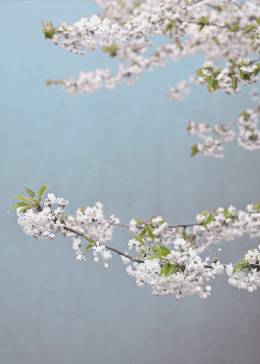 Colorful Spring 14 | Poster