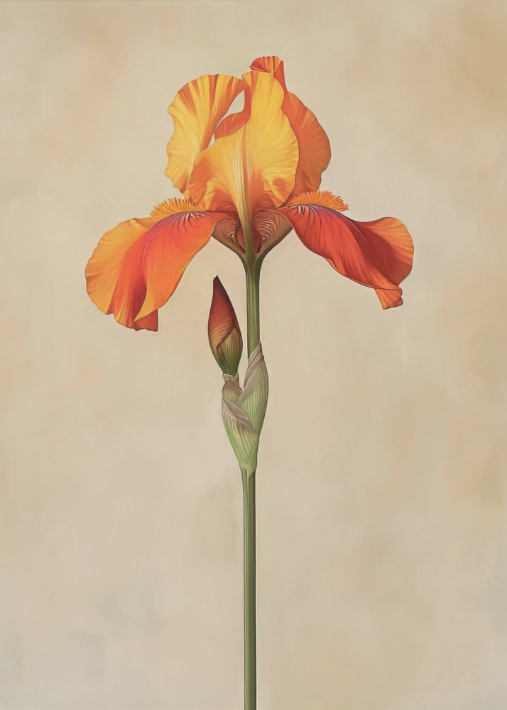 Poster Canvas Sng Iris 34 | Poster