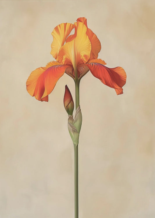 Poster Canvas Sng Iris 34 | Poster