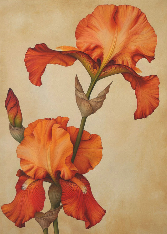 Poster Canvas Sng Iris 36 | Poster