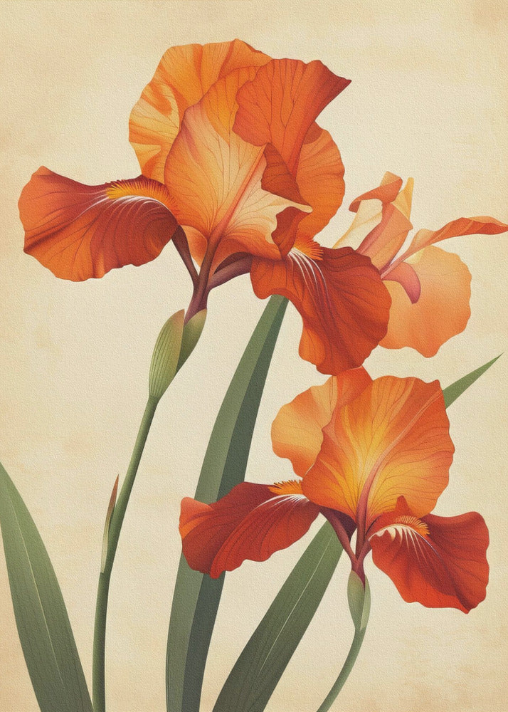 Poster Canvas Sng Iris 37 | Poster