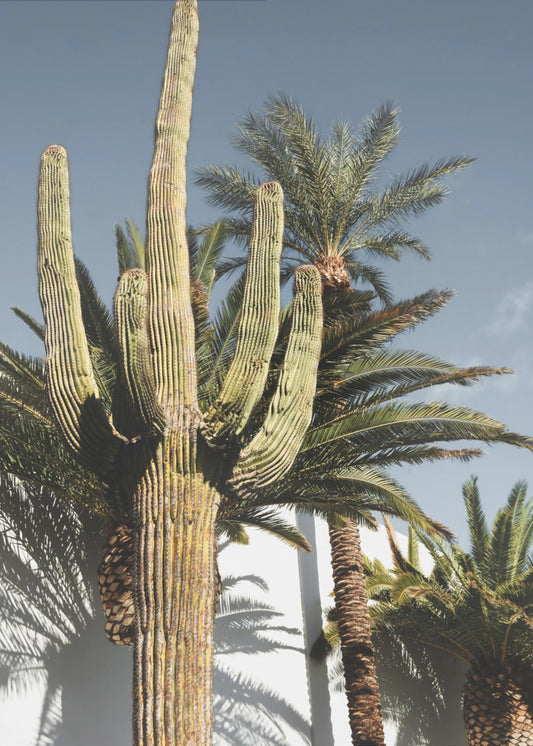 Cactus Las Vegas | Poster