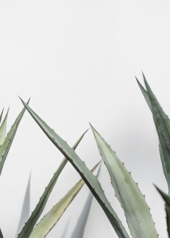 Cactus 7 | Poster