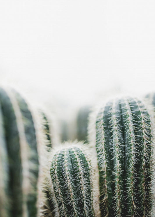 Cactus 1 | Poster