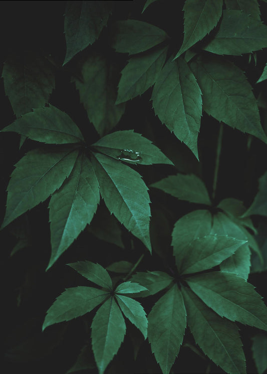 Dark Leaves 7 | Canvas