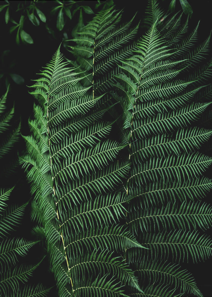 Dark Leaves 16 | Poster