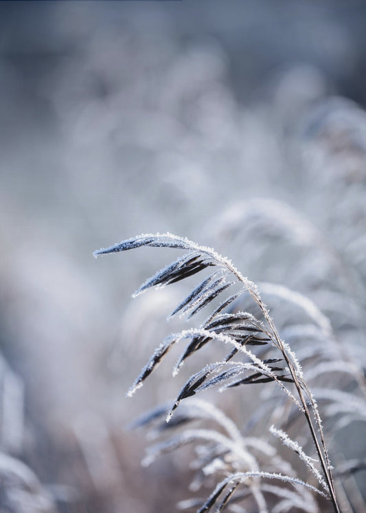 Frosty Morning 5 | Canvas