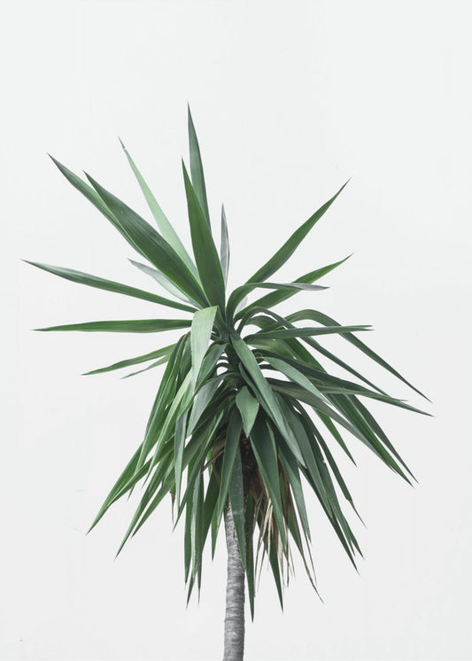 Palm Trees 11 | Canvas