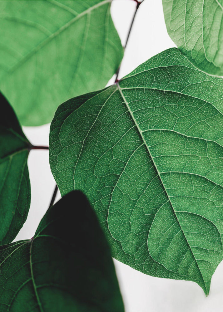 Summer Branches 2 | Poster