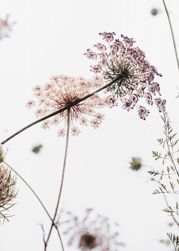 Summer Flowers | Canvas