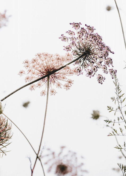 Summer Flowers | Canvas