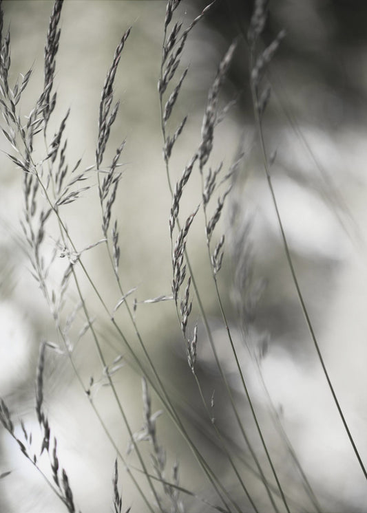 Summer Grass 1 | Canvas