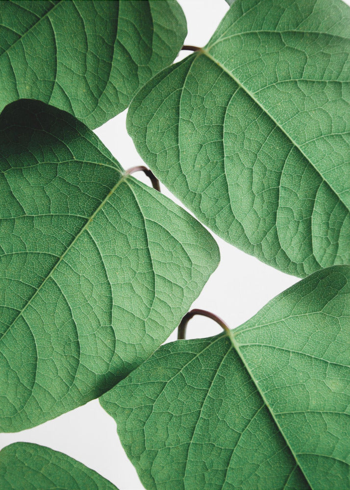 Summer Branches | Canvas