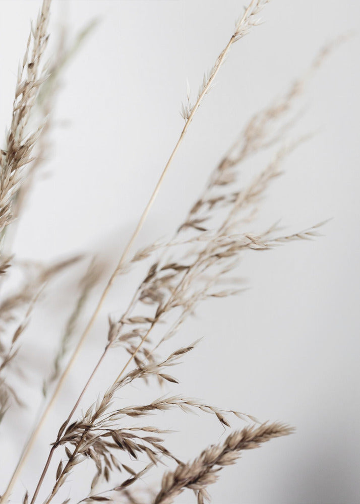 Summer Grass 2 | Poster