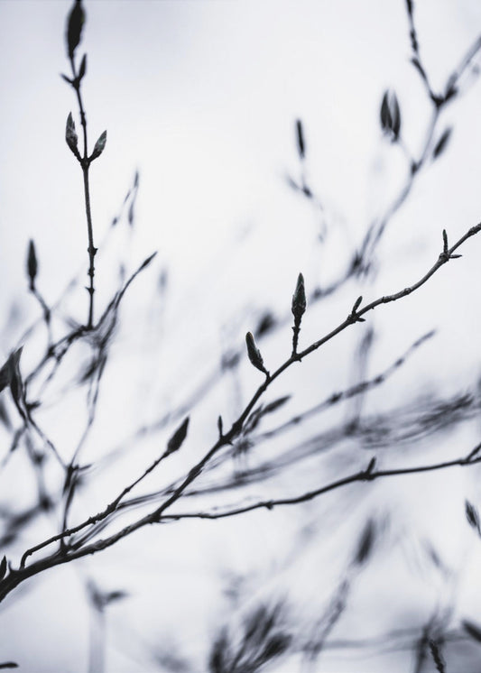 Winter Branches 2 | Canvas