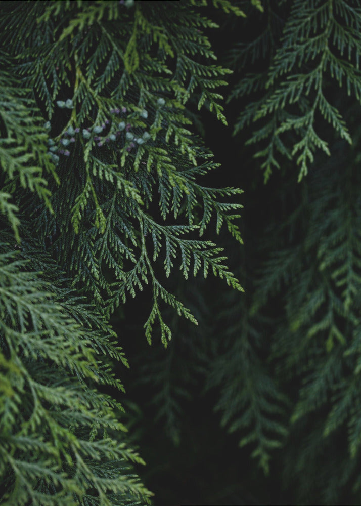 Winter Branches 3 | Poster