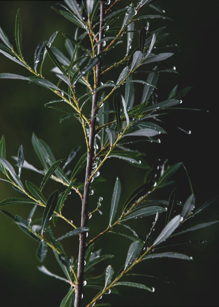 Winter Branches 6 | Poster