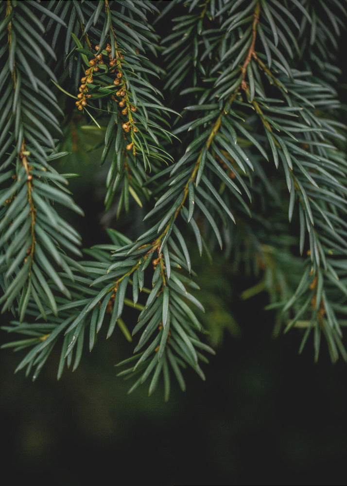 Winter Branches 7 | Poster