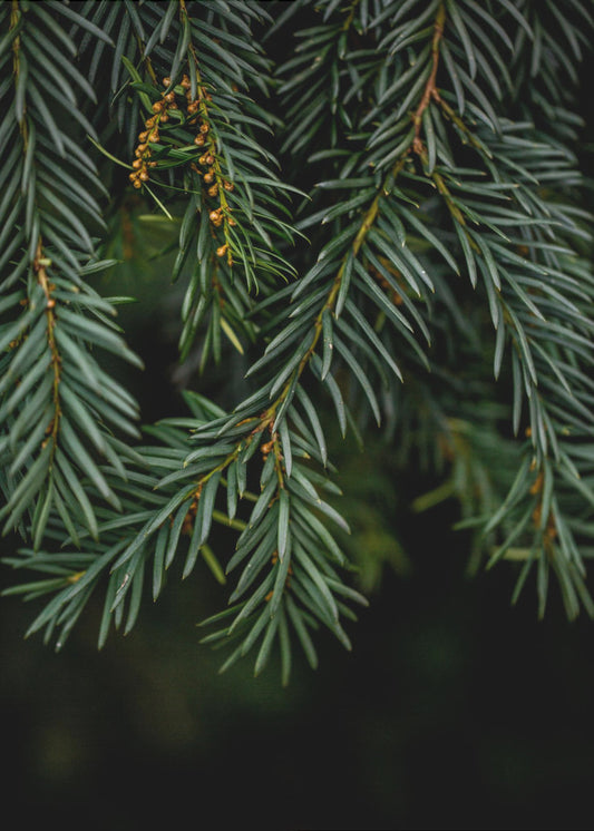 Winter Branches 7 | Canvas