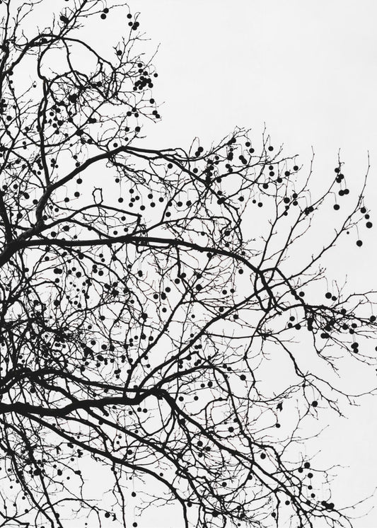 Winter Silhouettes 5 | Canvas