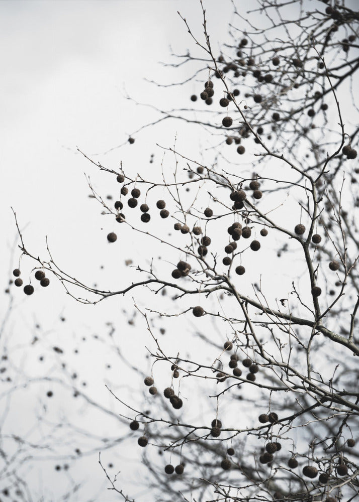 Winter Silhouettes 6 | Canvas