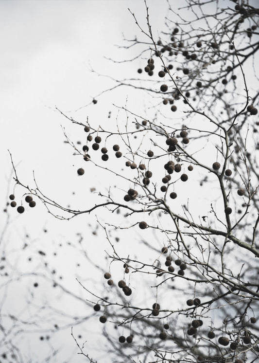 Winter Silhouettes 6 | Canvas