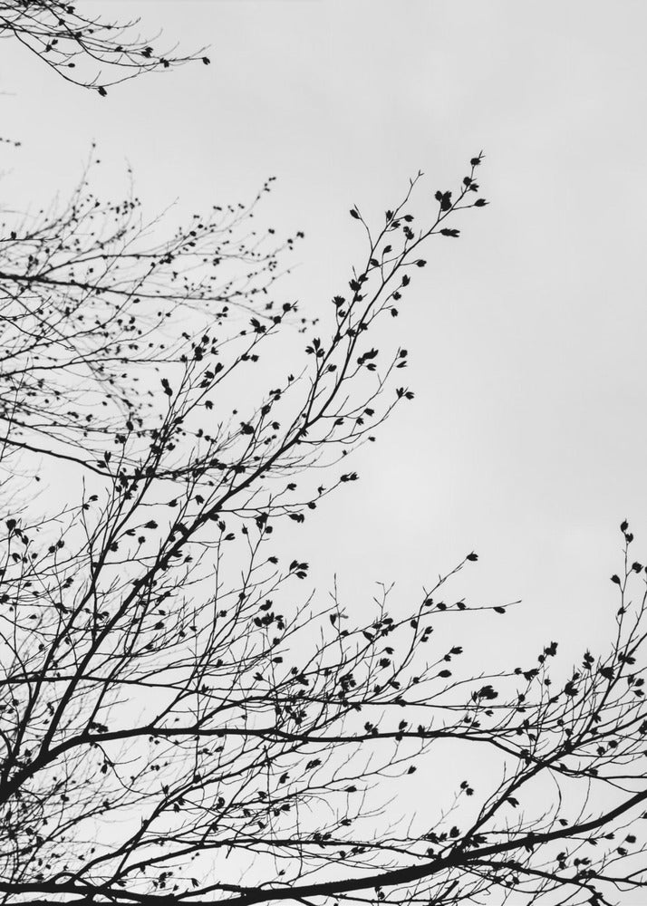 Winter Silhouettes 7 | Canvas