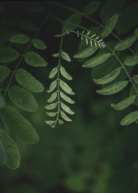 Dark Leaves 17 | Canvas