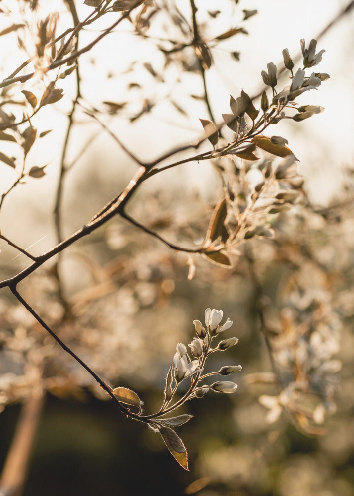 Last Spring 4 | Poster