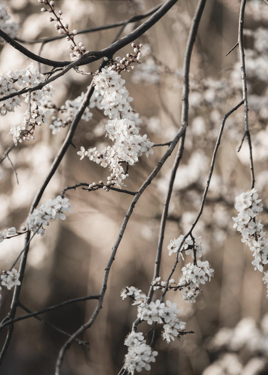 Spring Branches 1 | Canvas