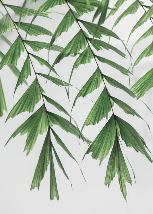 Summer Branches 3 | Canvas