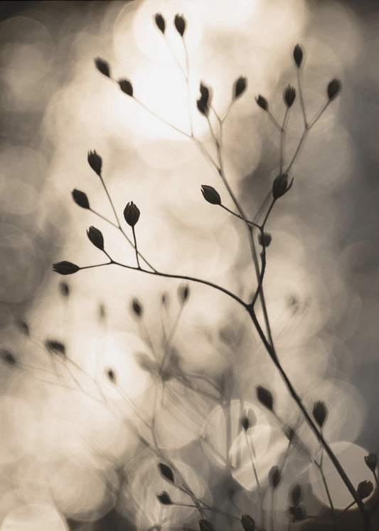 Sun Silhouettes 1 | Canvas