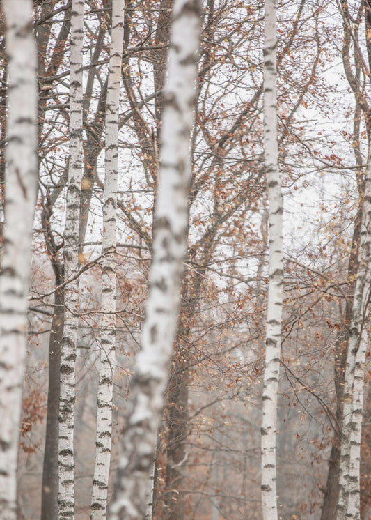 Birch Trees 6 | Poster