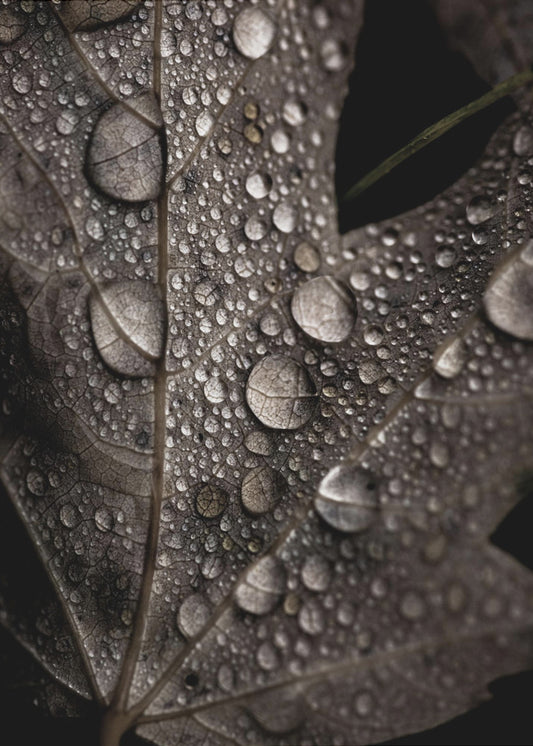 Rainy Fall | Canvas