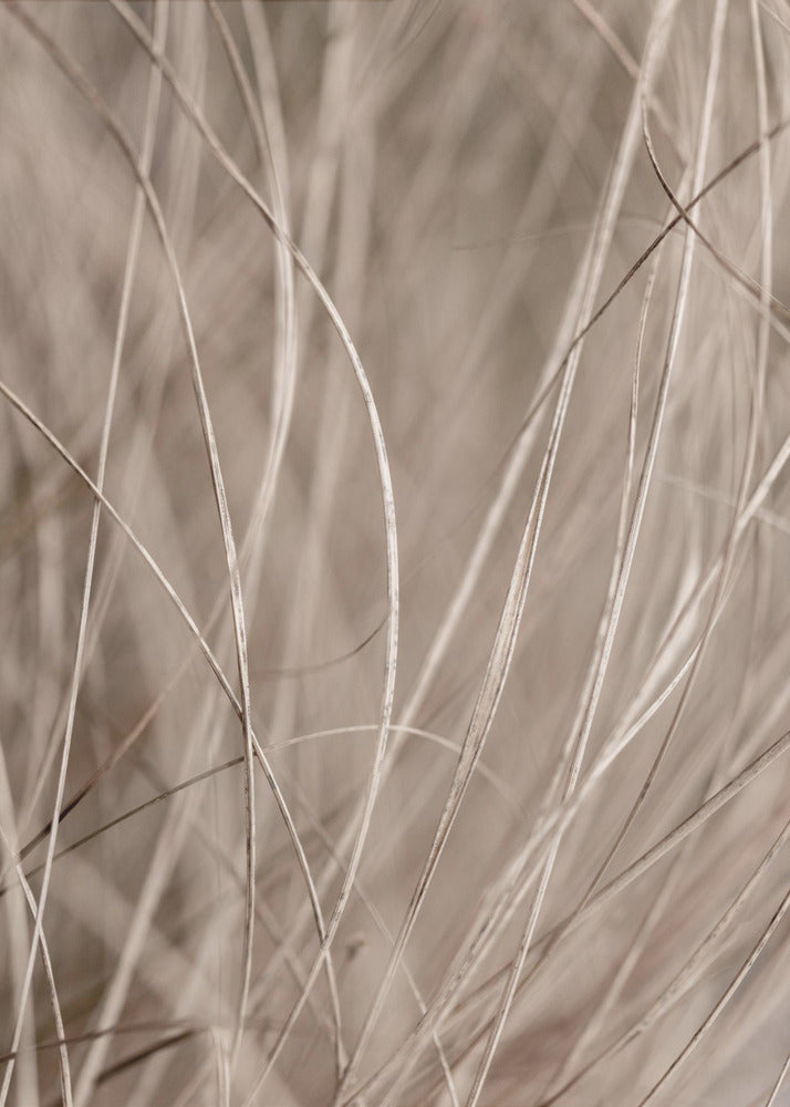 Summer Grass 3 | Canvas