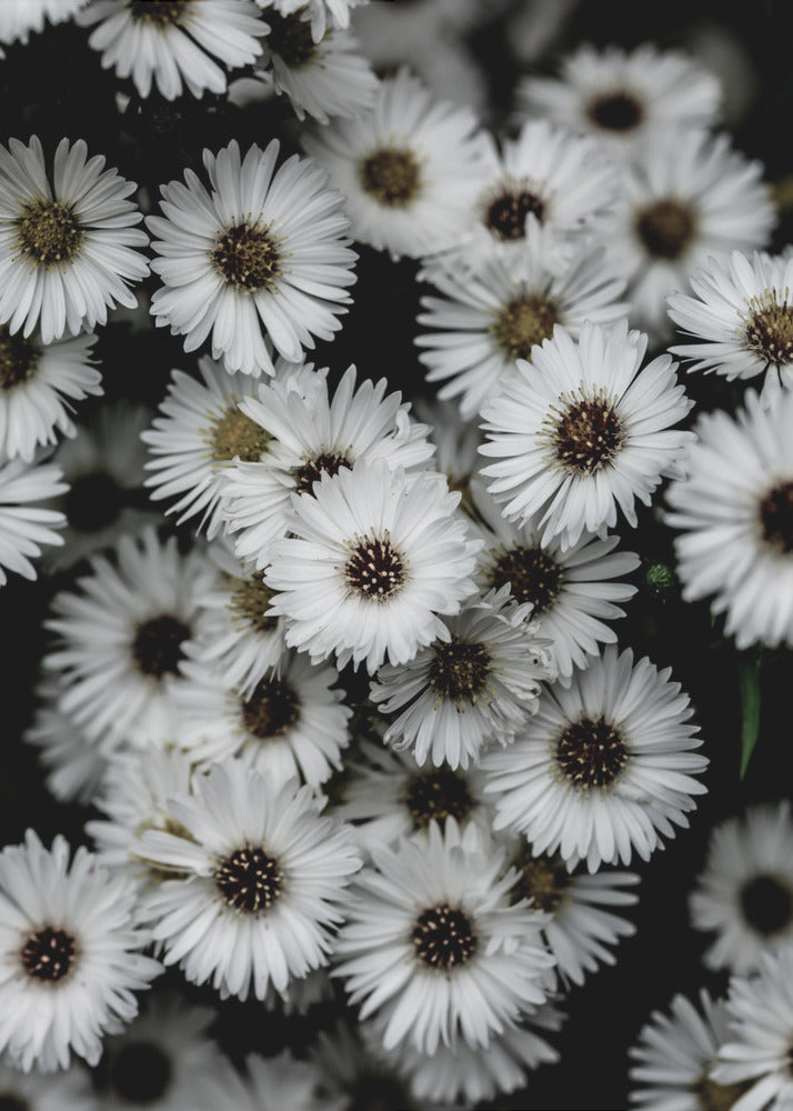 Tiny Flowers 3 | Canvas