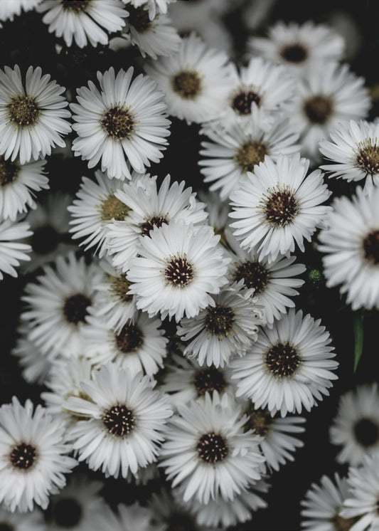 Tiny Flowers 3 | Canvas