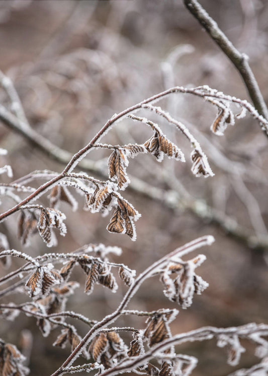Winter Branches 18 | Canvas