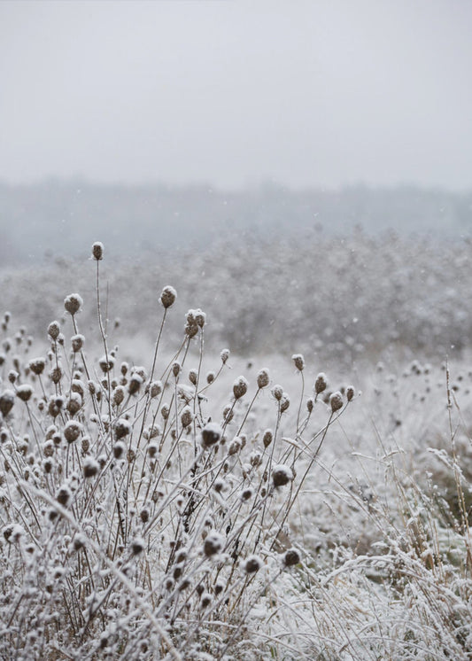 Winter Field 4 | Canvas