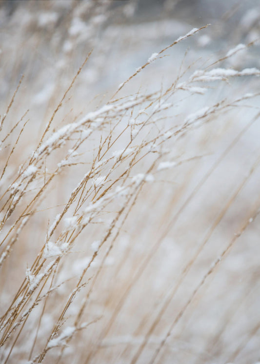 Winter Grass | Canvas