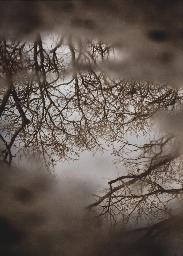 Winter Reflections | Poster