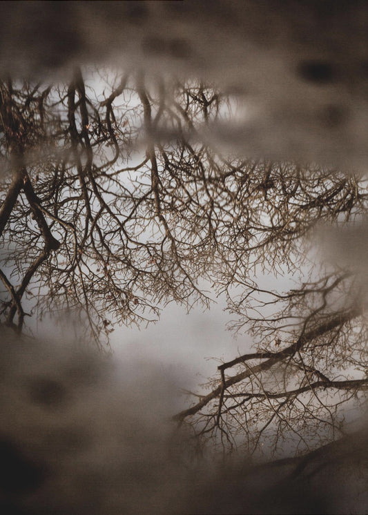 Winter Reflections | Poster