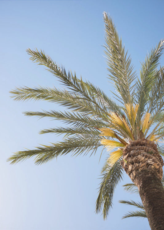 Vejer de La Frontera Palm Tree | Poster