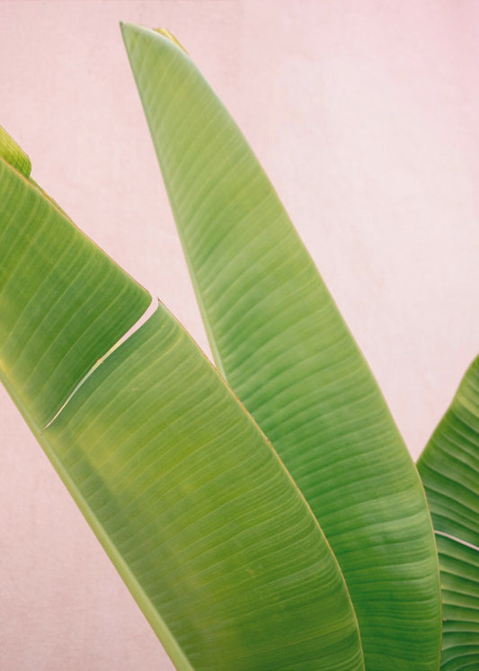 Merida Green on Pink | Poster