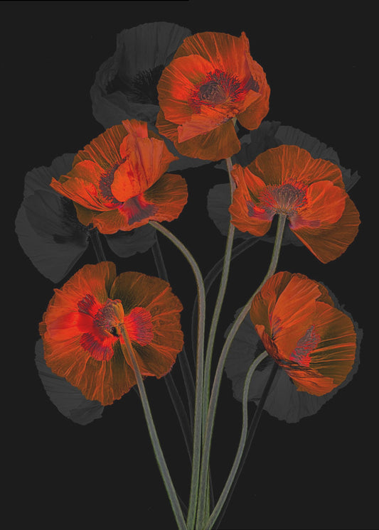 Glaceful Red Poppy | Canvas